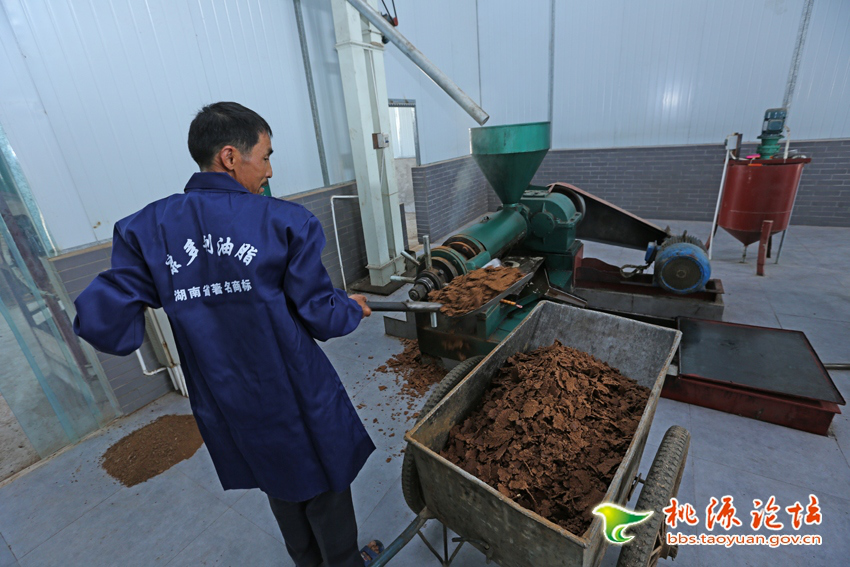 南宫娱乐NG28,油茶种植出产加工销售,植物油种植出产加工销售